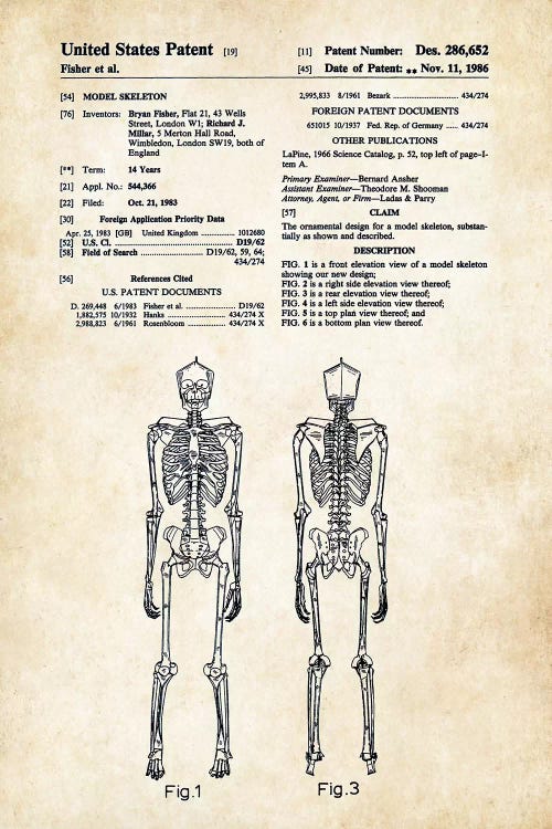 Skeleton