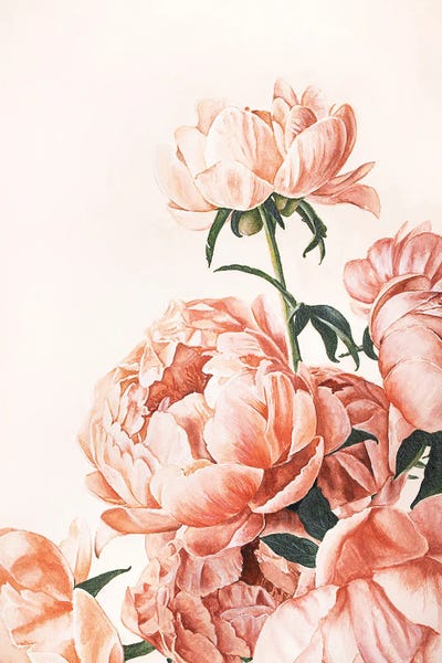 Pretty Painter: Peonies by Pretty Painter