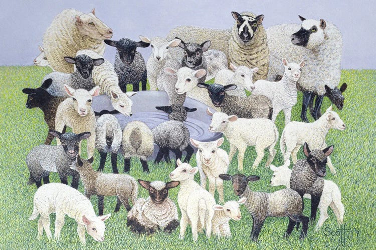 Feeling Sheepish