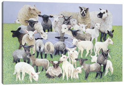 Feeling Sheepish Canvas Art Print