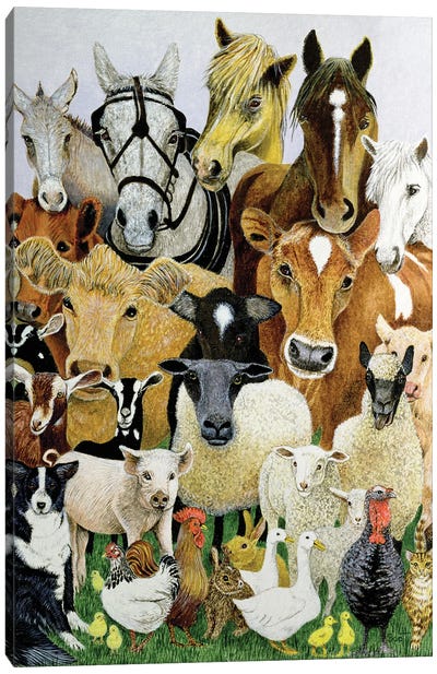 Animal Allsorts Canvas Art Print - Sheep Art