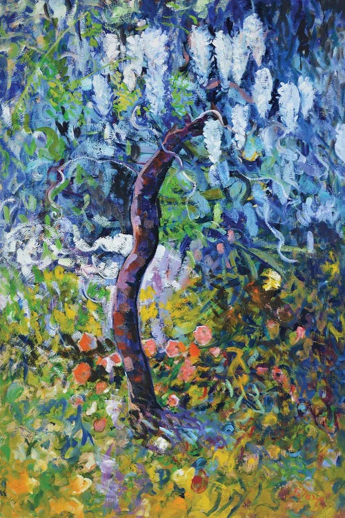 Wisteria in Bloom