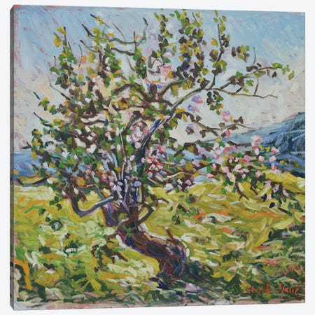 The Old Apple Tree Canvas Print #PTX30} by Patrick Marie Canvas Art
