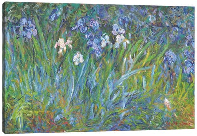 Bush of Irises in the Shade Canvas Art Print - Artists Like Monet