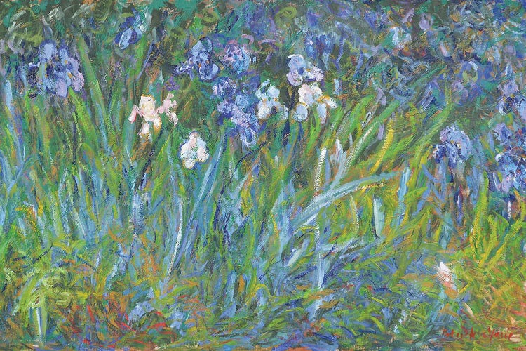 Bush of Irises in the Shade