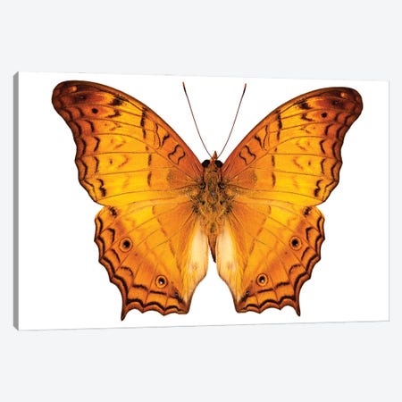 Butterfly Species Vindula Dejone Austrosundana Canvas Print #PUR1854} by Paul Rommer Canvas Artwork