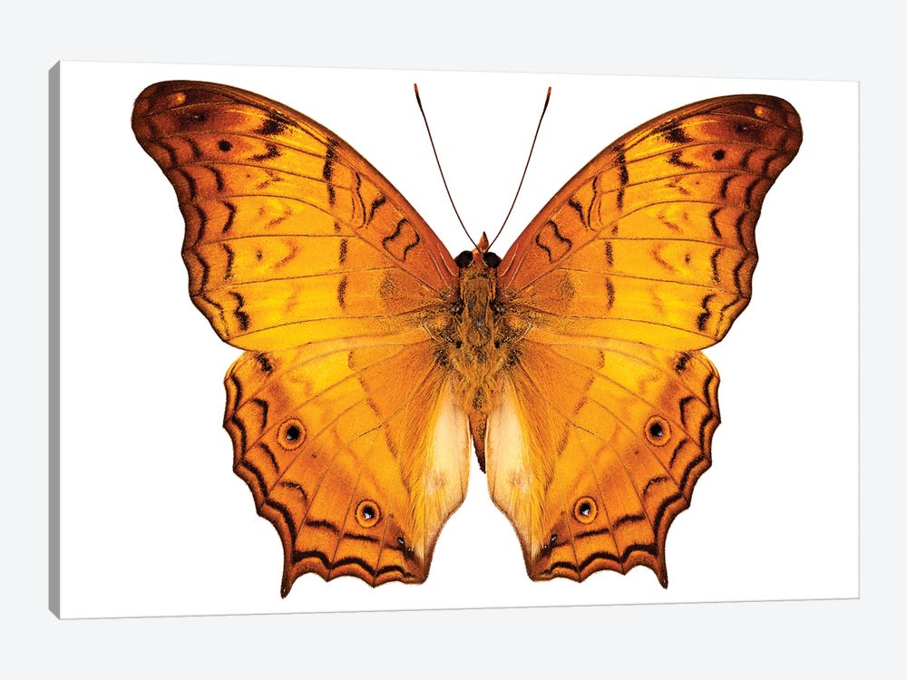 Butterfly Species Vindula Dejone Austrosundana by Paul Rommer 1-piece Canvas Wall Art