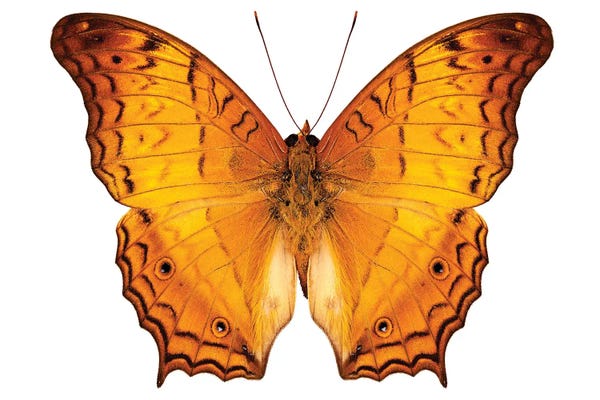 Butterfly Species Vindula Dejone Austrosundana