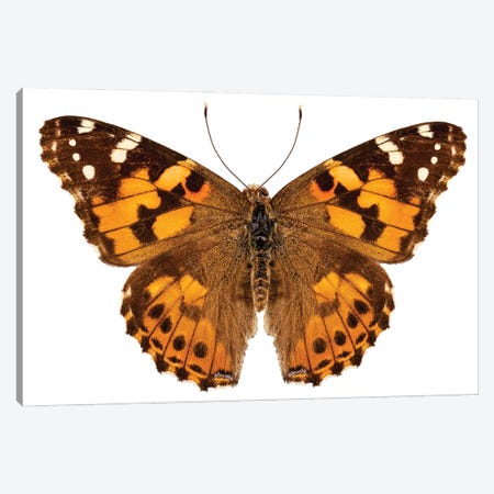 Butterfly Species Vanessa Cardui Painted Lady Canvas Print #PUR1855} by Paul Rommer Canvas Artwork