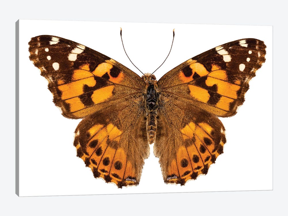 Butterfly Species Vanessa Cardui Painted Lady by Paul Rommer 1-piece Canvas Art Print