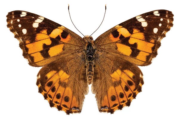 Butterfly Species Vanessa Cardui Painted Lady