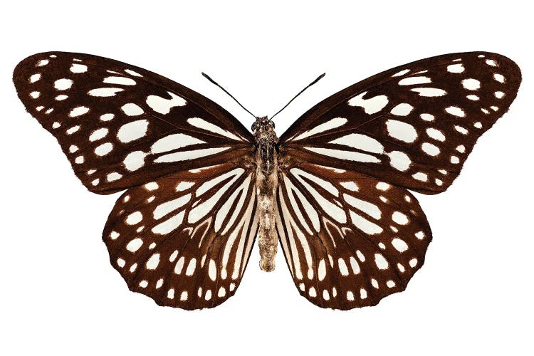 Butterfly Species Tirumala Limniace Blue Tiger by Paul Rommer wall art