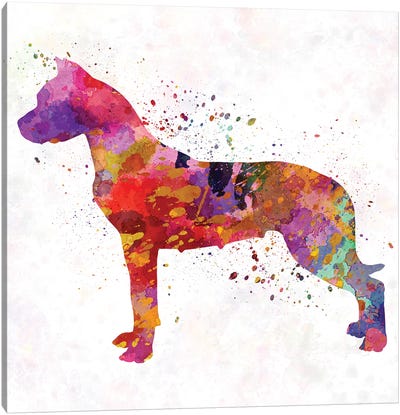 Dogo Argentino In Watercolor Canvas Art Print