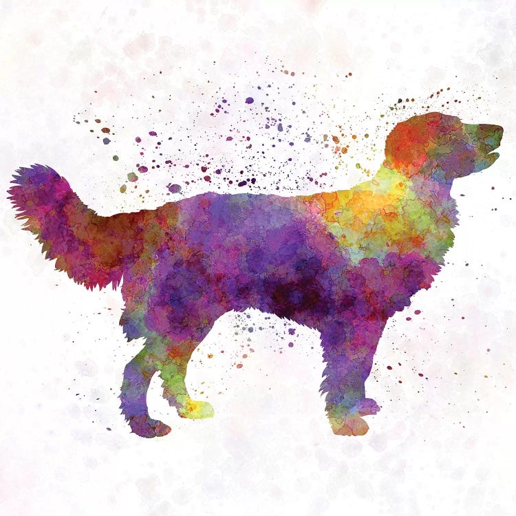 Drentsche Partridge Dog In Watercolor