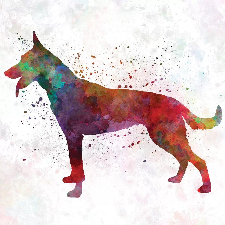 Dutch Shepherd Dog In Watercolor