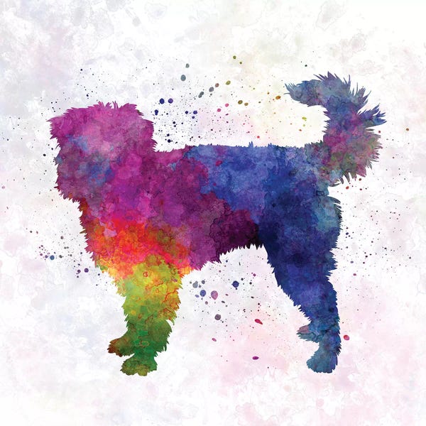 Dutch Smoushond In Watercolor