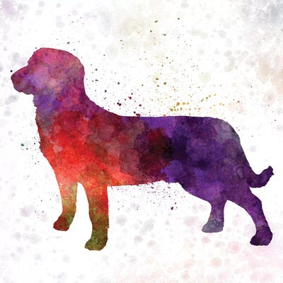 Entlebuch Cattle Dog In Watercolor by Paul Rommer acrylic art print