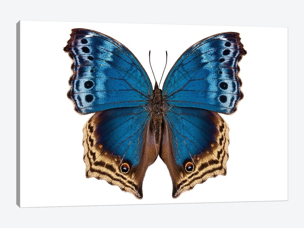 Butterfly Salamis Temora by Paul Rommer 1-piece Canvas Artwork