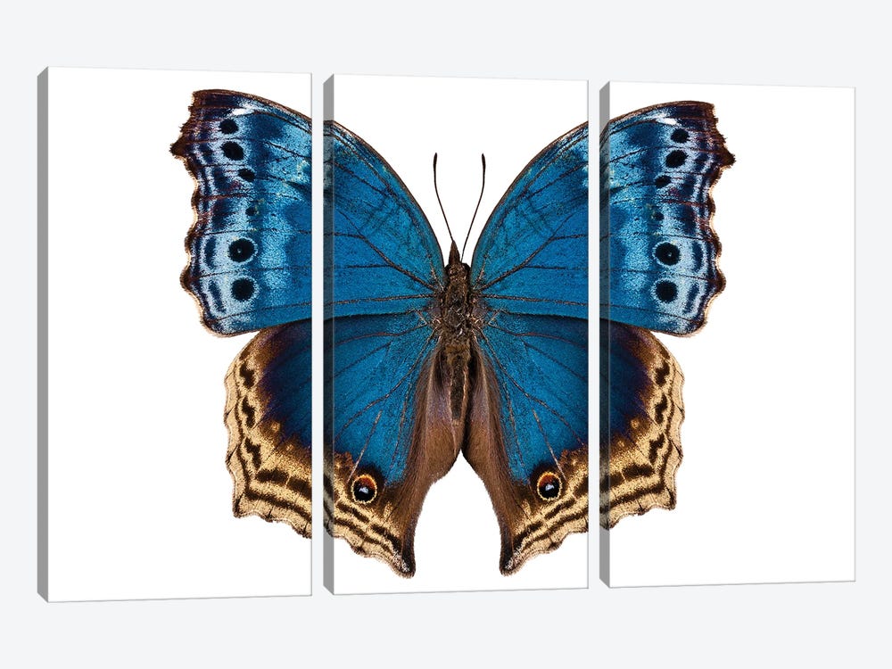 Butterfly Salamis Temora by Paul Rommer 3-piece Canvas Artwork