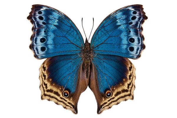 Butterfly Salamis Temora