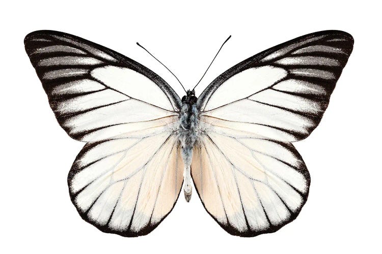 Butterfly Prioneris Philonome Ii