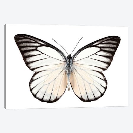 Butterfly Prioneris Philonome Ii Canvas Print #PUR2569} by Paul Rommer Canvas Art Print