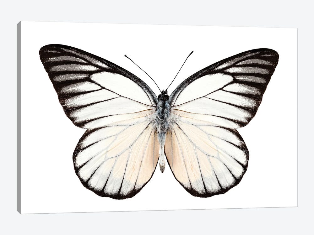 Butterfly Prioneris Philonome Ii by Paul Rommer 1-piece Canvas Art Print