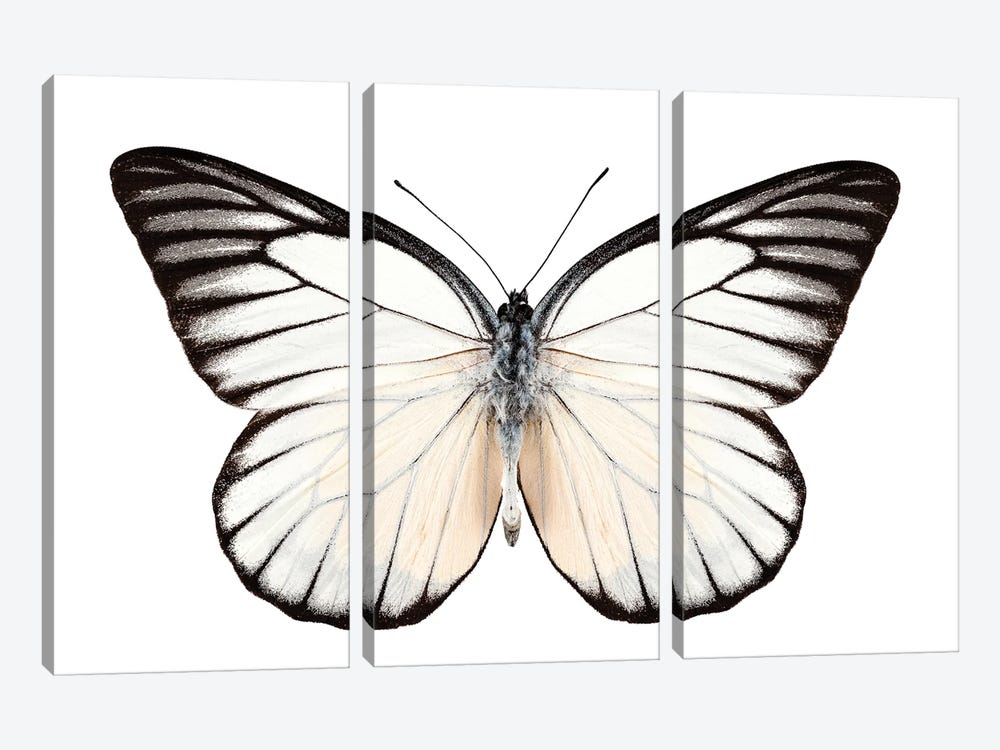 Butterfly Prioneris Philonome Ii by Paul Rommer 3-piece Art Print