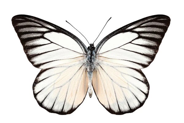 Butterfly Prioneris Philonome Ii