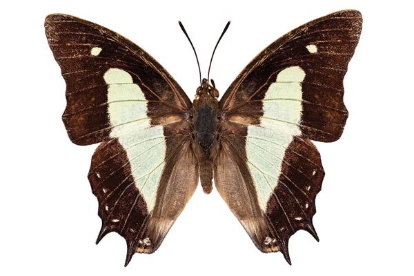 Polyura Athamas Athamas Butterfly