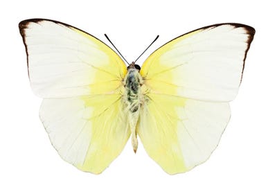 Phoebis Statira Butterfly by Paul Rommer canvas print