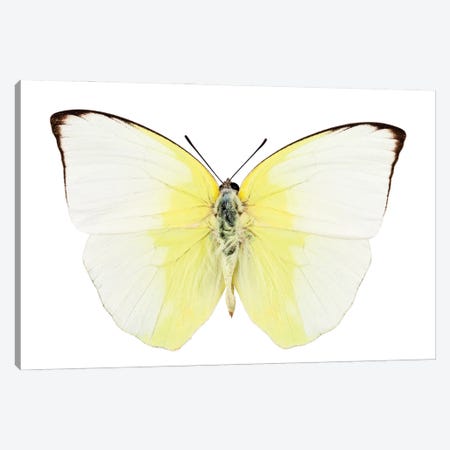 Phoebis Statira Butterfly Canvas Print #PUR2574} by Paul Rommer Art Print