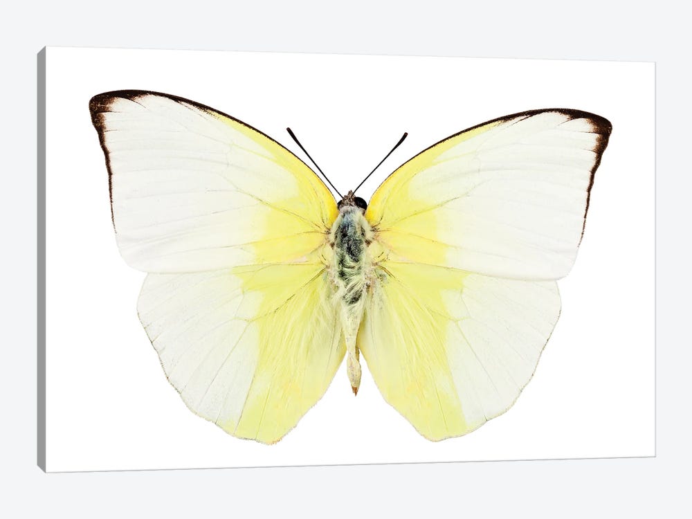Phoebis Statira Butterfly by Paul Rommer 1-piece Canvas Print