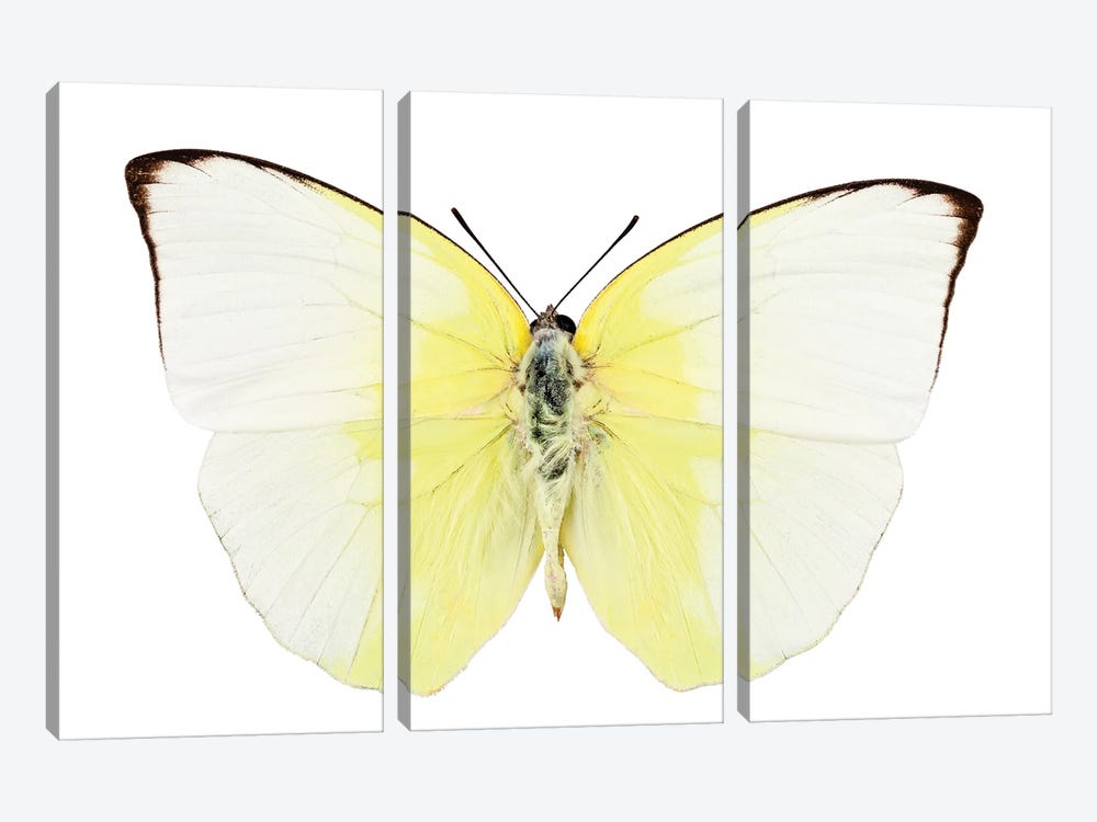 Phoebis Statira Butterfly by Paul Rommer 3-piece Canvas Art Print