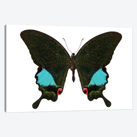Papilio Karna Karna Butterfly Canvas Print #PUR2578} by Paul Rommer Canvas Art
