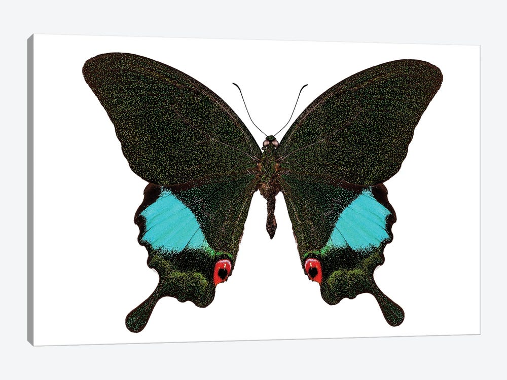 Papilio Karna Karna Butterfly by Paul Rommer 1-piece Canvas Print