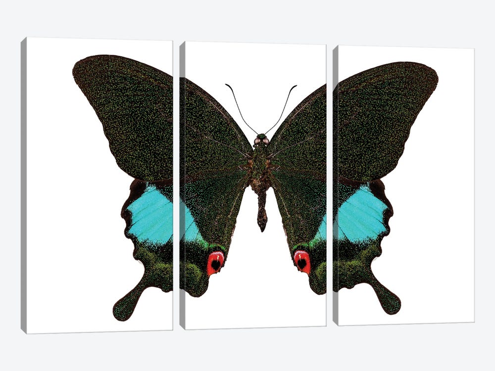 Papilio Karna Karna Butterfly by Paul Rommer 3-piece Canvas Print