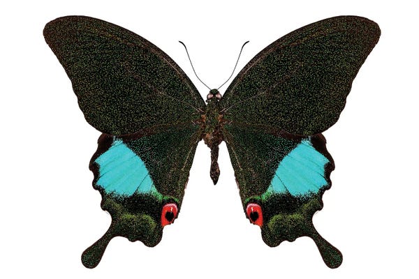 Papilio Karna Karna Butterfly
