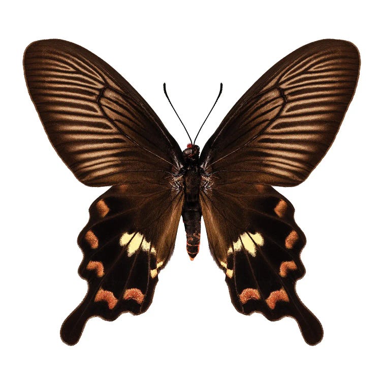 Butterfly Species Pachliopta Aristolochiae Antissa Common Rose