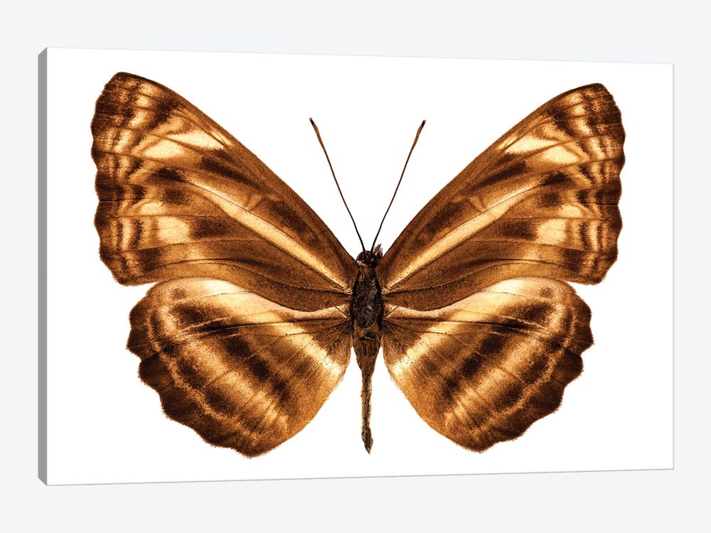 Butterfly Species Neptis Omeroda Omeroda Sailer Butterfly by Paul Rommer 1-piece Canvas Art Print