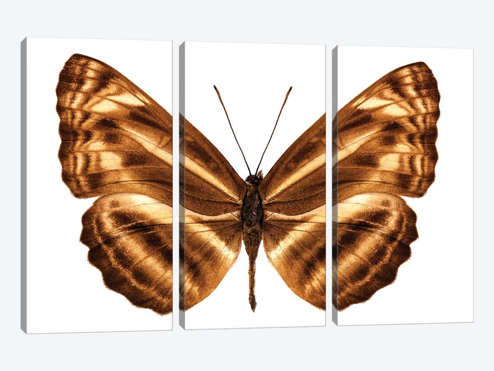 Butterfly Species Neptis Omeroda Omeroda Sailer Butterfly by Paul Rommer 3-piece Canvas Art Print