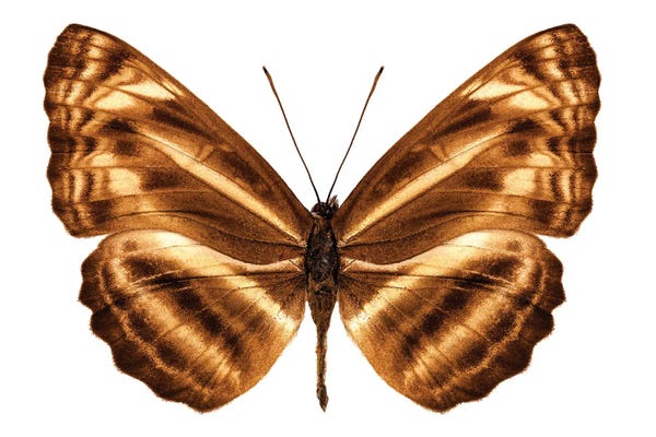 Butterfly Species Neptis Omeroda Omeroda Sailer Butterfly