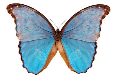 Butterfly Species Morpho Godarti Assarpai by Paul Rommer canvas print