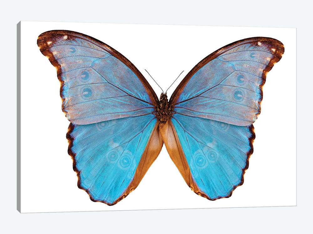 Butterfly Species Morpho Godarti Assarpai by Paul Rommer 1-piece Canvas Art Print