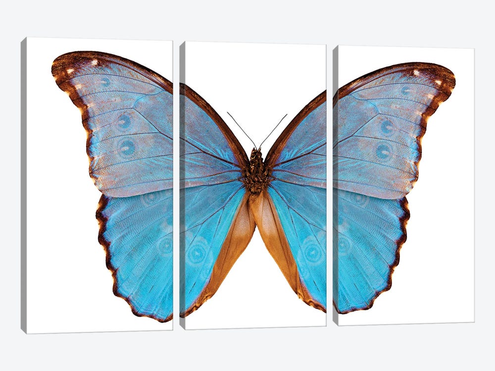 Butterfly Species Morpho Godarti Assarpai by Paul Rommer 3-piece Art Print