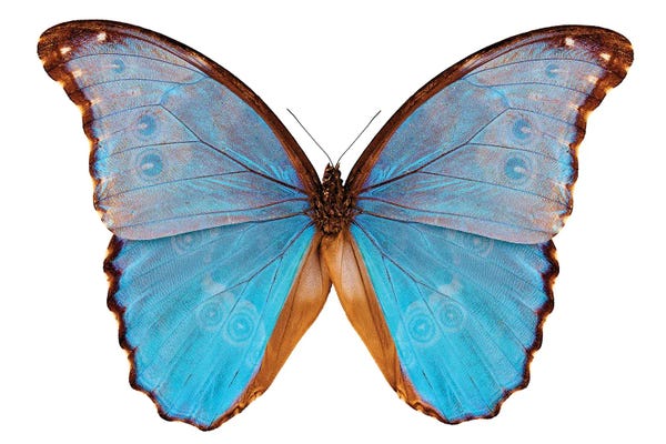 Butterfly Species Morpho Godarti Assarpai