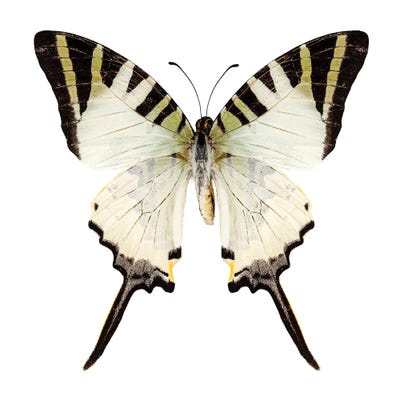 Butterfly Species Graphium Antiphates by Paul Rommer canvas print