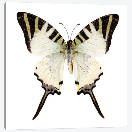 Butterfly Species Graphium Antiphates Canvas Print #PUR2606} by Paul Rommer Canvas Art Print