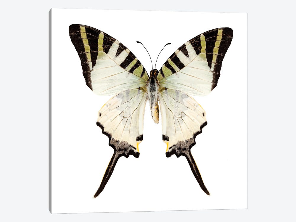 Butterfly Species Graphium Antiphates by Paul Rommer 1-piece Canvas Art