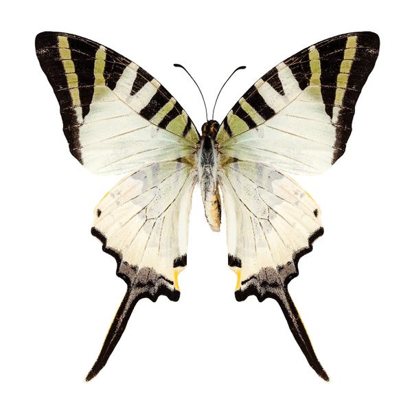 Butterfly Species Graphium Antiphates